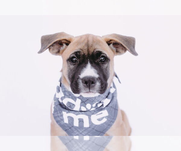 Medium Photo #4 American Staffordshire Terrier-Boxer Mix Puppy For Sale in Princeton, MN, USA