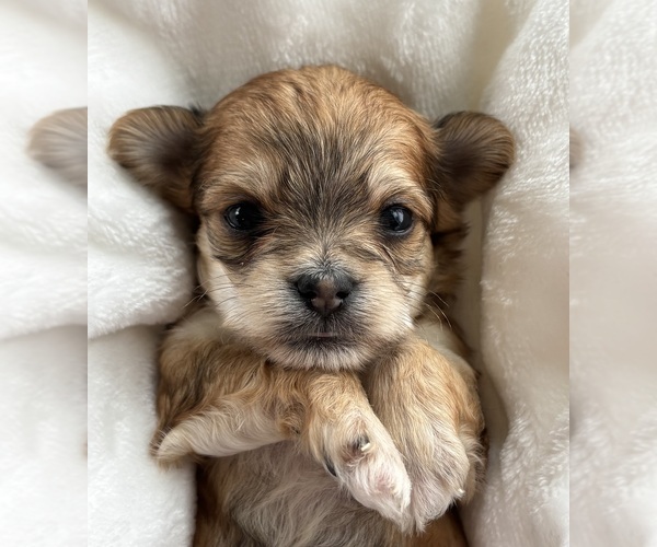 Medium Photo #1 Morkie Puppy For Sale in ROCK STREAM, NY, USA