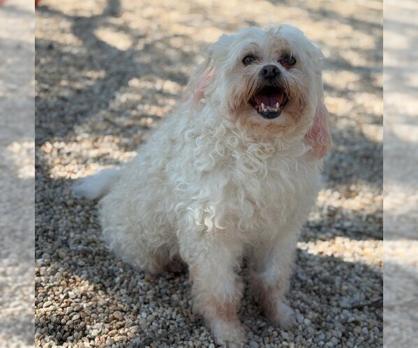 Medium Photo #1 Poodle (Miniature) Puppy For Sale in Easton, MD, USA