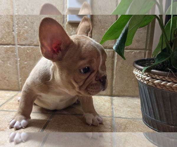 Medium Photo #7 French Bulldog Puppy For Sale in DISCOVERY BAY, CA, USA