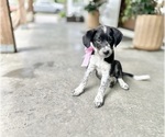 Small Australian Shepherd-Saint Bernard Mix