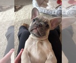 Small #7 French Bulldog