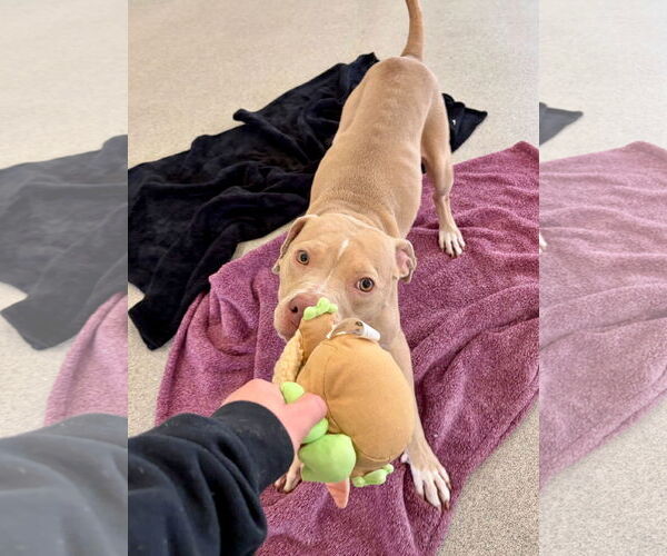 Medium Photo #4 Mutt Puppy For Sale in Jefferson, WI, USA