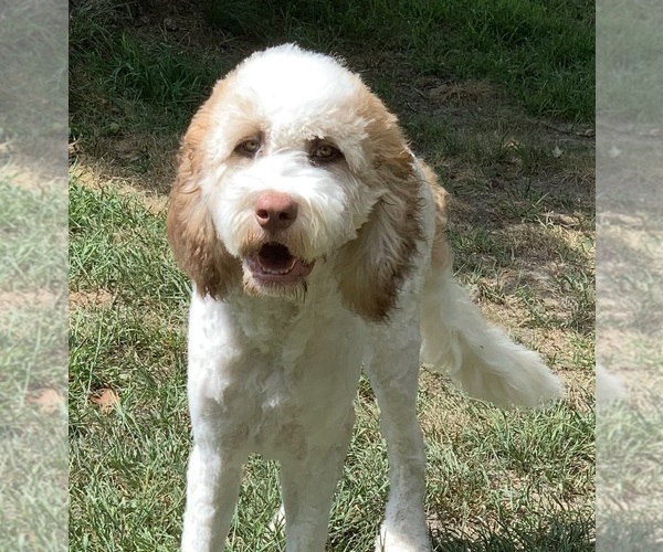 Medium Photo #1 Saint Berdoodle Puppy For Sale in PAW PAW, MI, USA