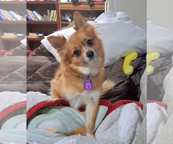 Medium Photo #2 Chiranian Puppy For Sale in Mukwonago, WI, USA