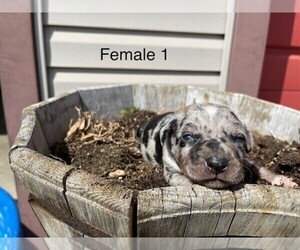 Catahoula Leopard Dog Puppy for Sale in CRAIGVILLE, Indiana USA