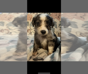 Aussiedoodle Miniature  Puppy for Sale in FILLMORE, New York USA