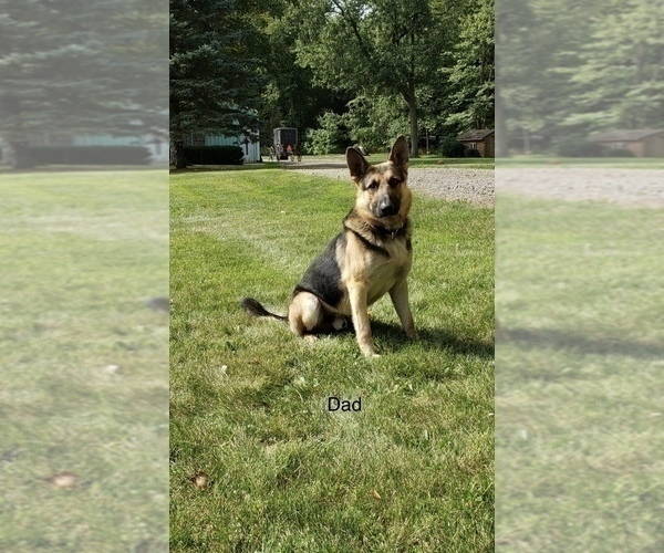 Medium Photo #1 German Shepherd Dog Puppy For Sale in DURHAM, CT, USA