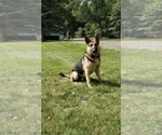 Small Photo #1 German Shepherd Dog Puppy For Sale in DURHAM, CT, USA