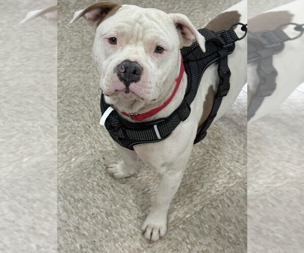 Medium Photo #6 American Pit Bull Terrier-American Staffordshire Terrier Mix Puppy For Sale in Wenonah, NJ, USA