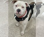 Small #5 American Pit Bull Terrier-American Staffordshire Terrier Mix