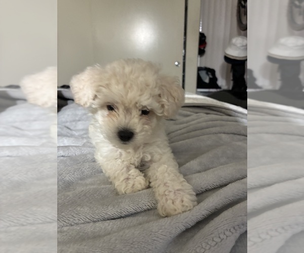 Medium Photo #8 Maltipoo (Miniature) Puppy For Sale in LA PUENTE, CA, USA