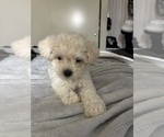 Small #7 Maltipoo (Miniature)
