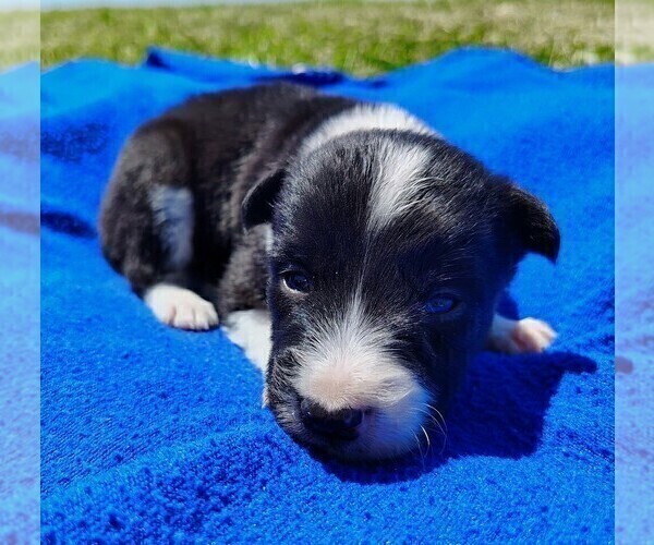 Medium Photo #91 Border Collie Puppy For Sale in NORBORNE, MO, USA
