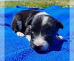 Small Photo #91 Border Collie Puppy For Sale in NORBORNE, MO, USA