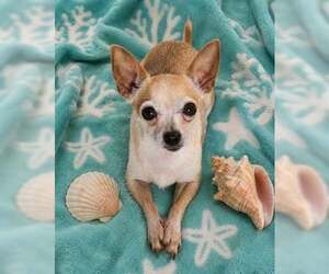 Chihuahua Dogs for adoption in Sanford, FL, USA