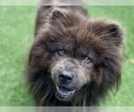 Small #1 Chow Chow