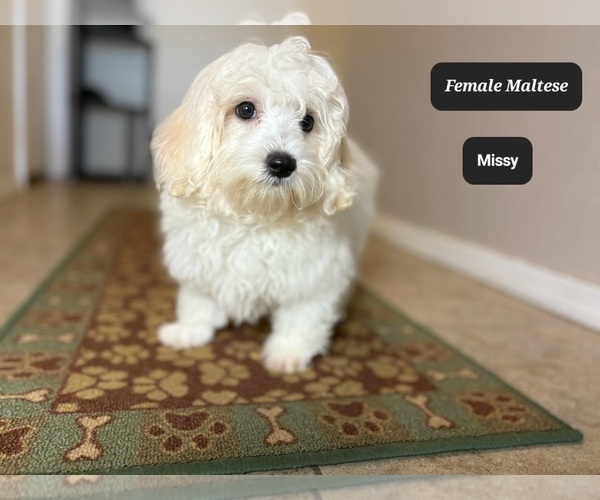 Medium Photo #2 Maltese Puppy For Sale in TUCSON, AZ, USA