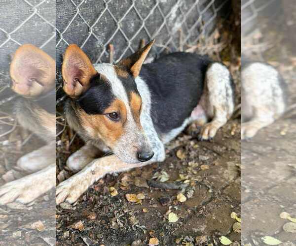 Medium Photo #1 Mutt Puppy For Sale in MIDWAY, UT, USA