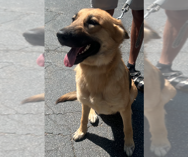 Medium Photo #2 German Shepherd Dog-Unknown Mix Puppy For Sale in Decatur, GA, USA