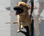 Small #1 German Shepherd Dog Mix