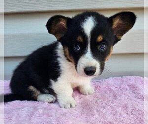 Cardigan Welsh Corgi Puppy for Sale in ASHVILLE, Alabama USA