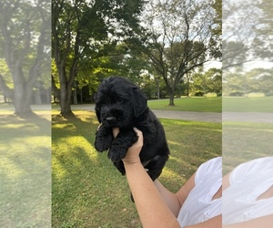 Golden Retriever-Labradoodle Mix Puppy for sale in FAIRHOPE, OH, USA