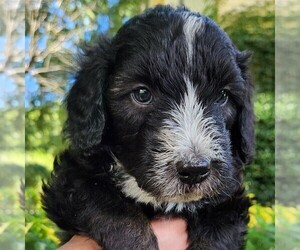F2 Aussiedoodle Puppy for sale in COLUMBIA, TN, USA