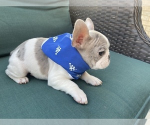 French Bulldog Puppy for sale in VICTORVILLE, CA, USA