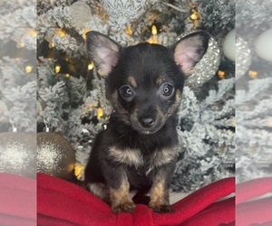 Chihuahua Puppy for sale in CHARLOTTE, NC, USA
