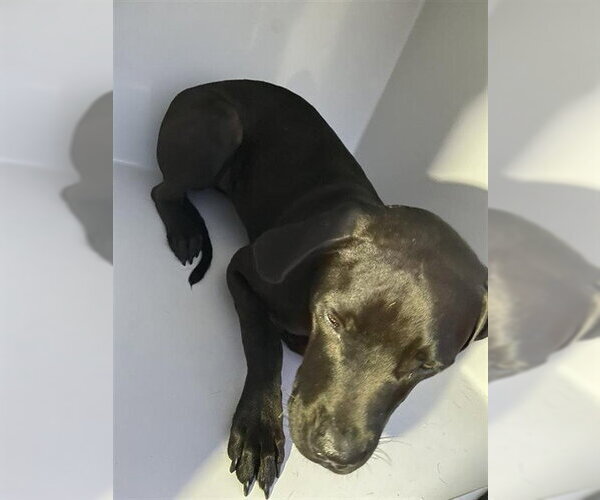 Medium Photo #1 Mutt Puppy For Sale in Houston, TX, USA