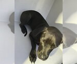 A662422 - Male Mutt Dog for Adoption - Small photo