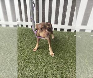 Boston Terrier-Unknown Mix Dogs for adoption in Modesto, CA, USA