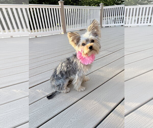 Medium Photo #5 Mutt Puppy For Sale in Allentown,, PA, USA