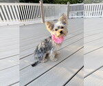 Small #4 Mutt
