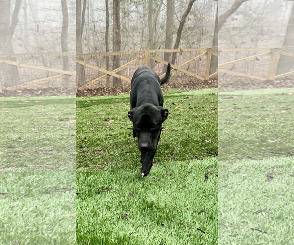 Medium Photo #2 Labrador Retriever-Unknown Mix Puppy For Sale in Ball Ground, GA, USA