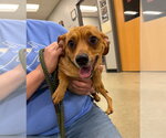Small #1 Chihuahua Mix