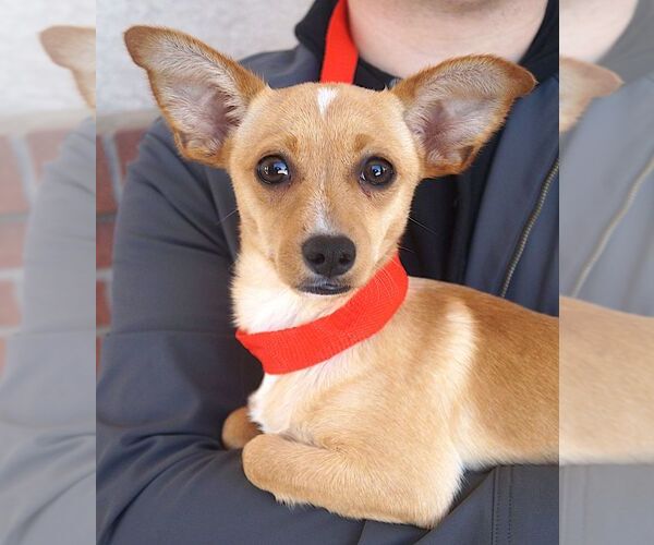 Medium Photo #1 Mutt Puppy For Sale in Carrollton, TX, USA