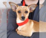 Tanya - Female Mutt Dog for Adoption - Small photo