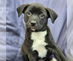 Small Labrador Retriever Mix