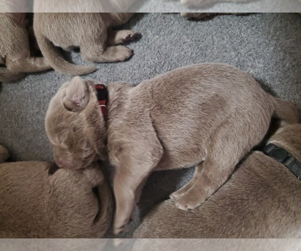 Medium Photo #10 Labrador Retriever Puppy For Sale in FLAGLER, CO, USA