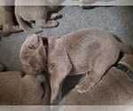 Small Photo #10 Labrador Retriever Puppy For Sale in FLAGLER, CO, USA