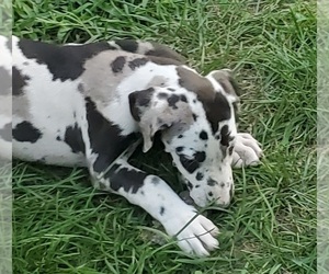 Great Dane Puppy for sale in CADILLAC, MI, USA