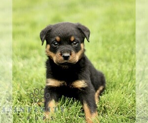Rottweiler Puppy for sale in CHRISTIANA, PA, USA