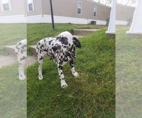 Medium Photo #4 Dalmatian Puppy For Sale in INDIANAPOLIS, IN, USA