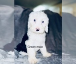 Small Photo #12 Sheepadoodle Puppy For Sale in CORYDON, IN, USA