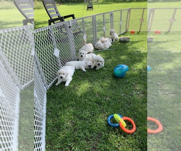 Medium Photo #12 English Cream Golden Retriever Puppy For Sale in MARSHFIELD, WI, USA