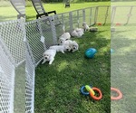 Small #11 English Cream Golden Retriever