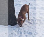 Small #5 American Pit Bull Terrier Mix
