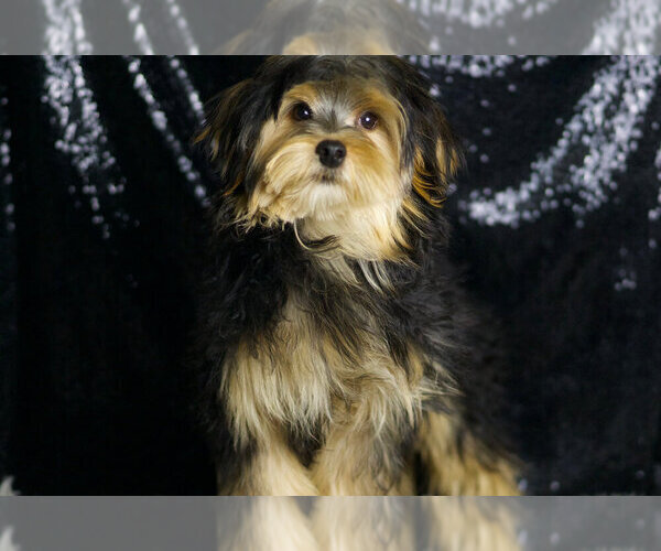 Medium Photo #48 Morkie Puppy For Sale in WARSAW, IN, USA